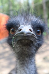 emu close up , Struś , ptak, nielot, emu, a kuku, czego tu, An ostrich, a bird, a flightless bird, an emu, a cuckoo, you name it - obrazy, fototapety, plakaty