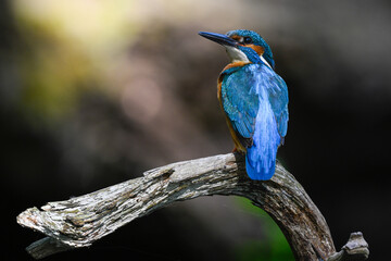 Kingfisher's bird sits on the log and rests, drying the feathers in the sun's rays. Illustration. Poland.