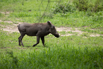 Common Warthog portrait in wild.