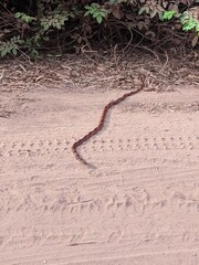 cobra 