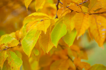 Yellow and light green leaves of magnolia kpunoy plan. Yellow backgroundv