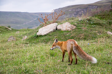 Close up wild fox with bushy tail in the mountains. Caucasus, Russia