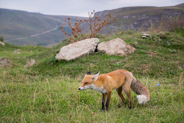Close up wild fox in the meadow. Caucasus, Russia