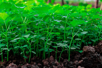 Spinach leaves are commonly used in various cuisines around the world and are known for their rich nutritional content, including vitamins, minerals, and fiber.