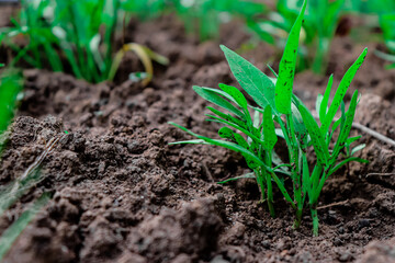 This kale vegetable has long dark green leaves and edible stems