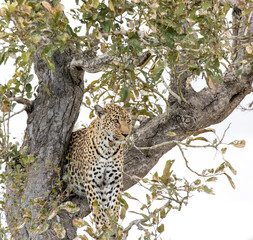 A view of leopard on tree