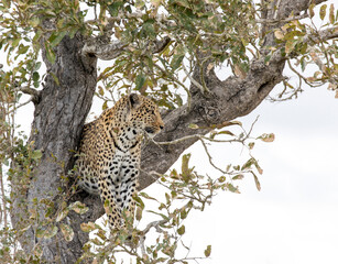 A view of leopard on tree