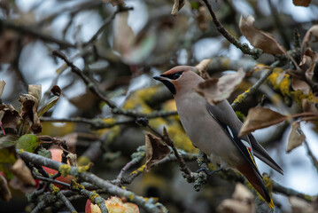 The Bohemian waxwing (Bombycilla garrulus)