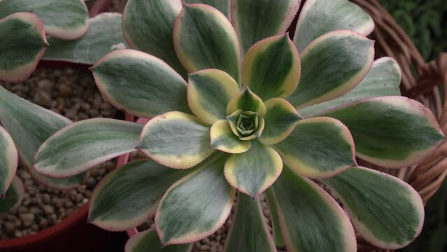 Botany. Exotic succulent plants. Top view of Aeonium sunburst, also known as Copper pinwheel, colorful green leaves with red and yellow borders.