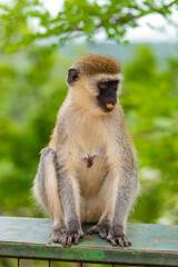 Naklejka na ściany i meble Green Monkey Chlorocebus aethiops, beautiful popular monkey