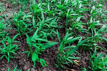 This kale vegetable has long dark green leaves and edible stems