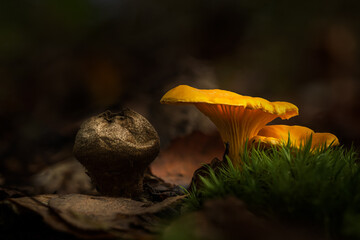 Chanterelle and puffball fungi on the forest floor