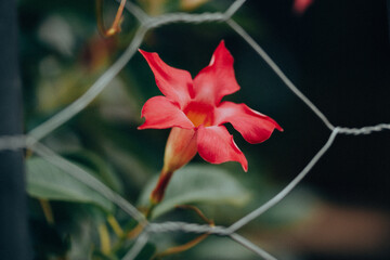 Mandevilla red tropical subtropical flowering plant, flower head behind a metalic gates, fence...