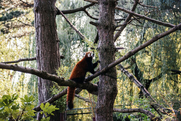 Red Panda Scaling a Tree at Edinburgh Zoo, Scotland, a Rare and Endangered Species