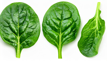 Obraz premium Spinach leaves isolated on white background. Fresh Spinach Macro. Top view. Flat lay.