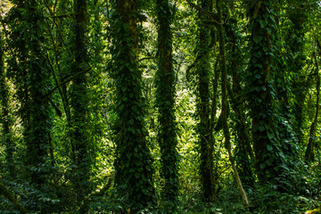 Fototapeta na wymiar Beautiful natural background - mossy trees with green foliage on a sunny summer day in a yew-boxwood grove in Sochi and a space for copy