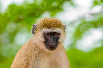 Green Monkey Chlorocebus aethiops, beautiful popular monkey