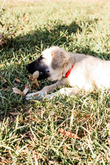 Great Pyrenees and Anatolian Shepherd puppy mix profile view 