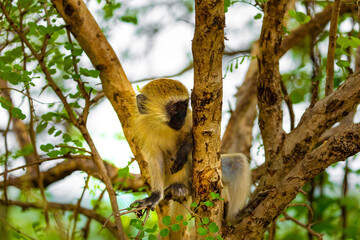 Green Monkey Chlorocebus aethiops, beautiful popular monkey