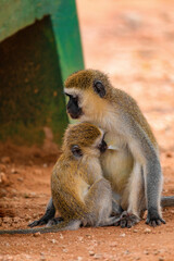 Green Monkey Chlorocebus aethiops, beautiful popular monkey
