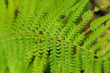 Beautiful green Fern plant in the forest in nature. Slovakia