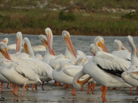 Photography of lots of Wild White pelican and sea gulls at Fort DeSoto, St. Petersburg