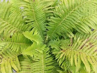 Beautiful green Fern plant in the forest in nature. Slovakia
