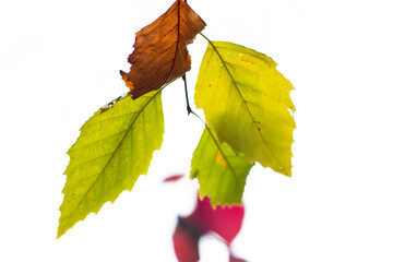 Obraz premium leaves isolated on white