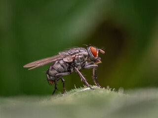 Macro Musings