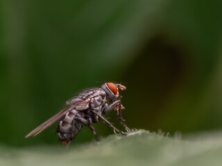 Macro Musings