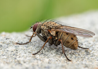 Macro Musings