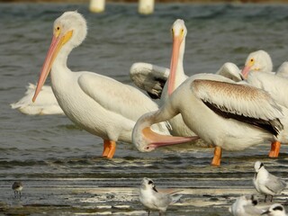 Photography of lots of Wild White pelican and sea gulls at Fort DeSoto, St. Petersburg