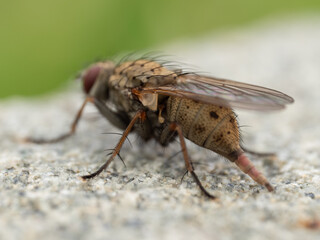 Macro Musings
