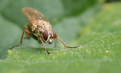 Macro Musings