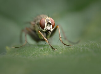Macro Musings
