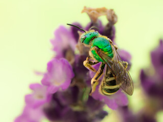Macro Musings