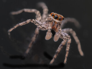 Macro Musings