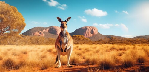 Kangaroo at Australia's deserts. Concept for Australia day