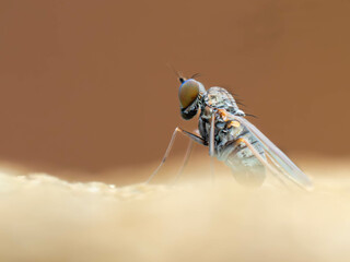 Macro Musings