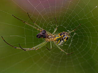 spider on a web