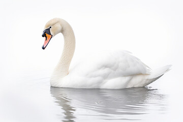 Swan, Swan On The Water, White Swan On The Water