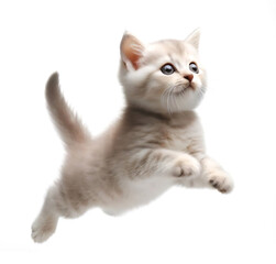 Obraz premium Jumping kitten, caught mid leap in the air, isolated on white background