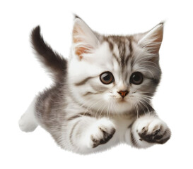 Obraz premium Jumping kitten, caught mid leap in the air, isolated on white background