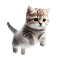Jumping kitten, caught mid leap in the air, isolated on white background