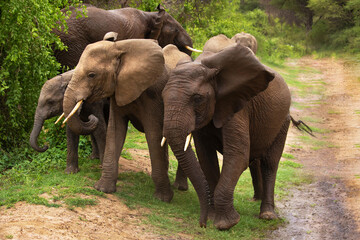 Obraz premium large African elephant tramples mud. Reserve in Tanzania