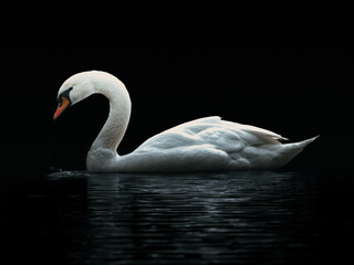 swan on the lake
