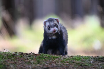 Ferret photographed in nature. Sable ferret male. He licks himself. Cute ferret in the forest