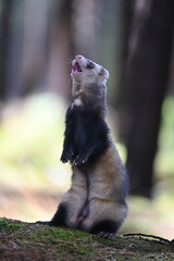 Ferret photographed in nature. Sable ferret male. He licks himself. Cute ferret in the forest