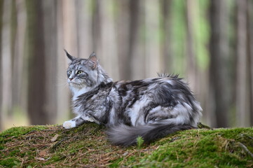Maine coon cat in nature. Cat in the forest. Cat pet looks around.
