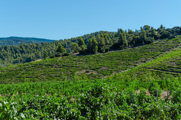 Fototapeta na wymiar Agroculture with vineyard on mountainside